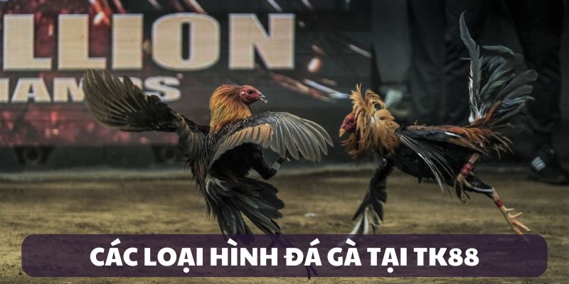 Các loại hình đá gà